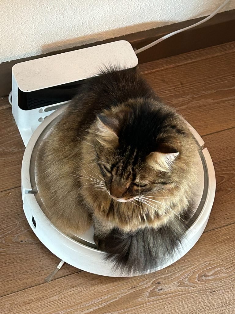 Kat thuis in de vertrouwde omgeving