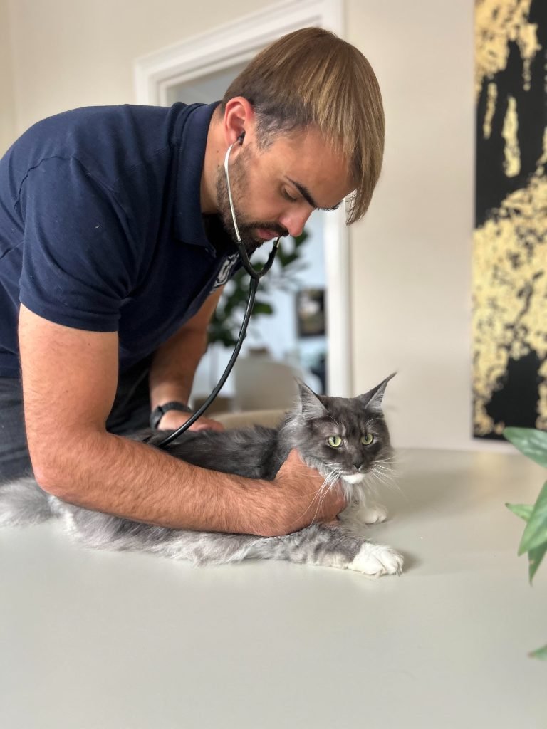Dierenarts Grégor onderzoekt een kat aan huis