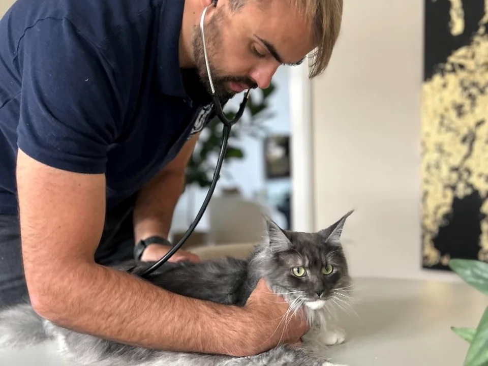 Dierenarts Gr&eacute;gor onderzoekt een kat tijdens een rustig huisbezoek
