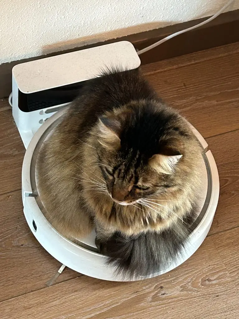 Kat thuis in de vertrouwde omgeving
