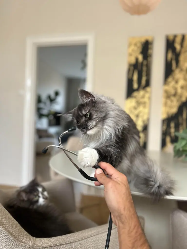 Kat onderzoekt een stethoscoop tijdens een huisbezoek