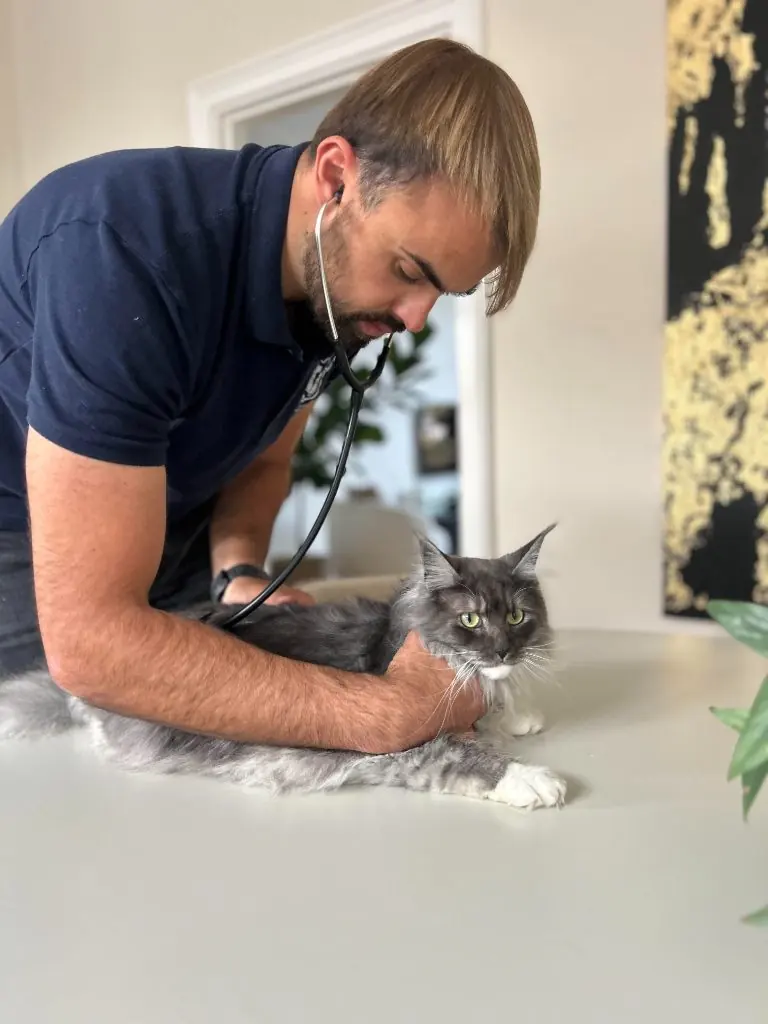 Dierenarts Gr&eacute;gor onderzoekt een kat aan huis