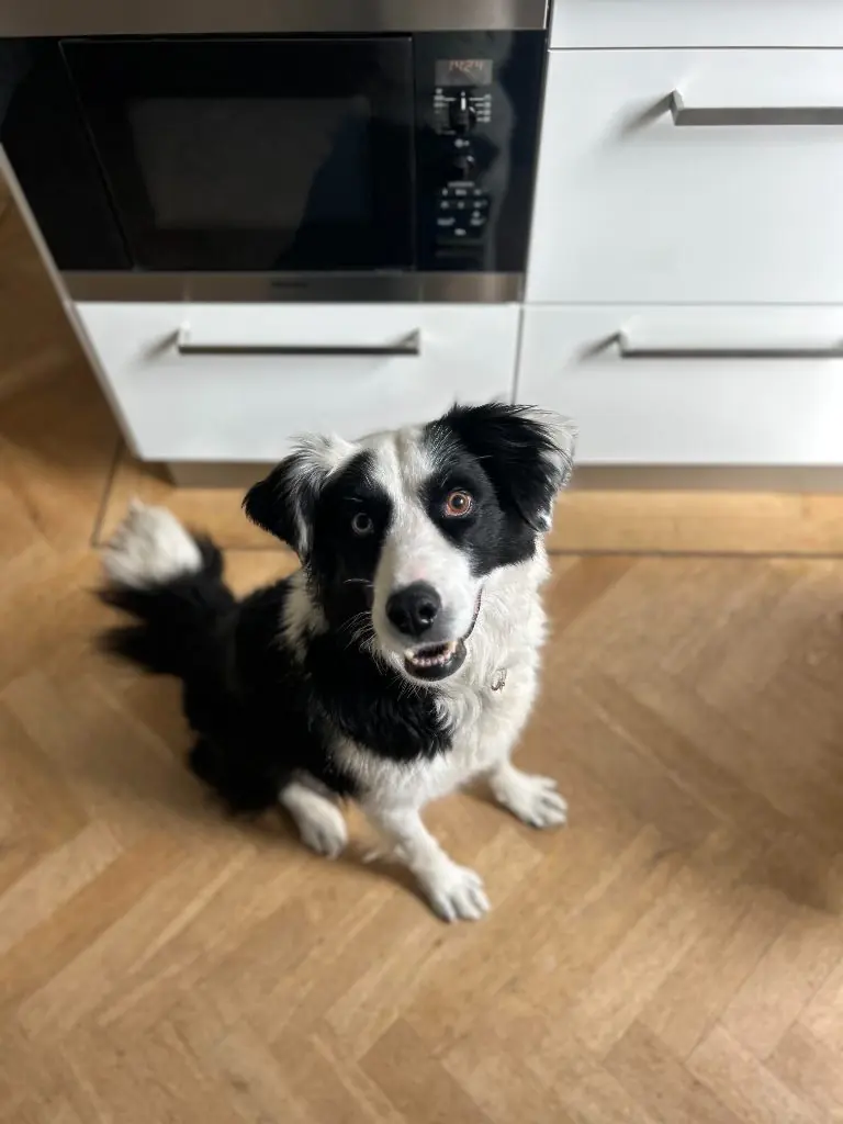 Zwart-witte hond thuis in de vertrouwde omgeving